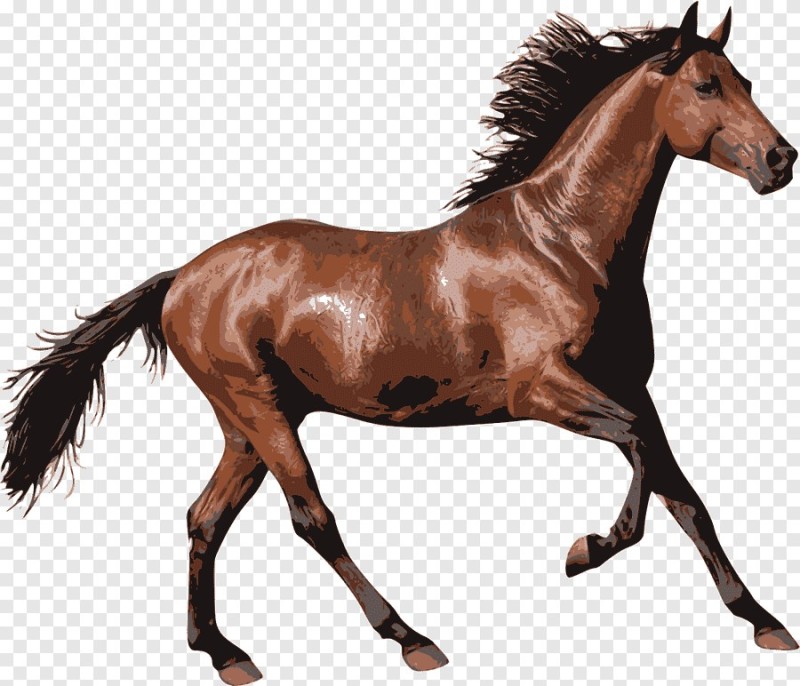 Create meme: horse , horse on a white background, clipart horse