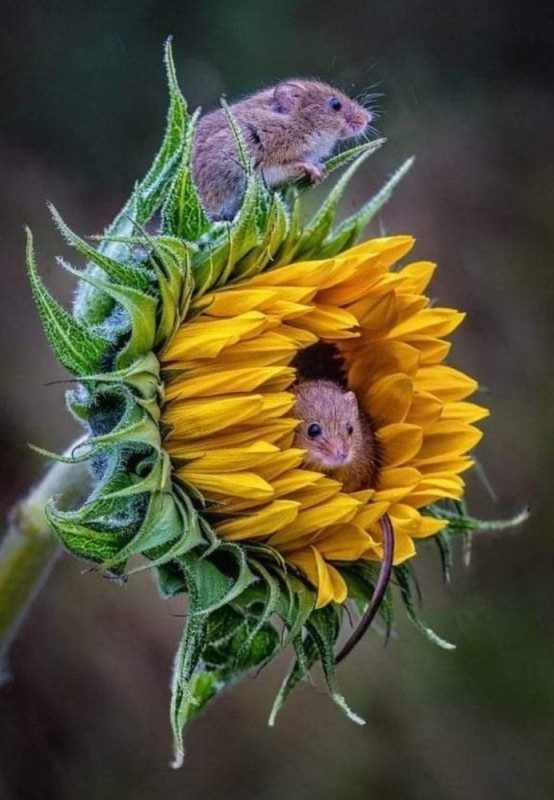 Create meme: a mouse on a sunflower, a mouse on a sunflower, sunflowers and animals