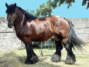 Create meme: photo of horse Ardennes horse, Ardennes horse, Vladimir heavy breed horses old photo