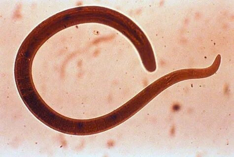 Создать мем: нематода caenorhabditis elegans, аскарид, кошачьи глисты анкилостома