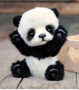 Создать мем: хьюго панда видео, хьюго панда группа, детеныш панды