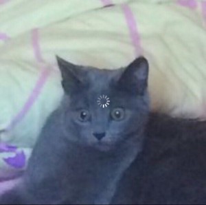 Create meme: the Russian blue cat