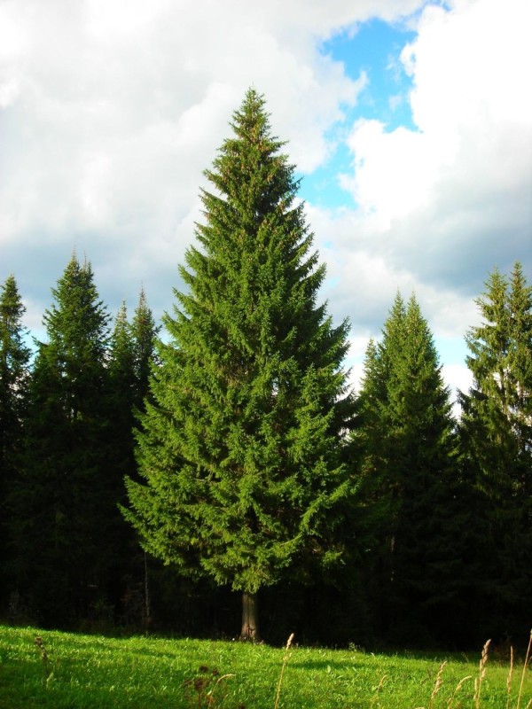 Create meme: Siberian fir is a large-sized tree, Siberian larch tree, spruce tree