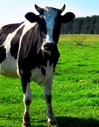 Create meme: cow , dairy cow, cow field