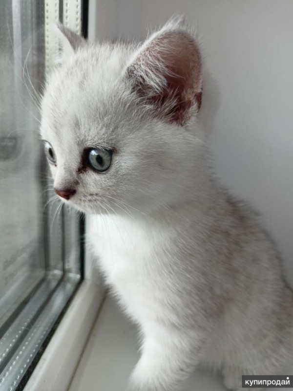 Create meme: British kittens are white, british kittens are white, Chinchilla kitten white British