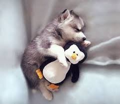 Create meme: penguin home, husky puppy, cuddle