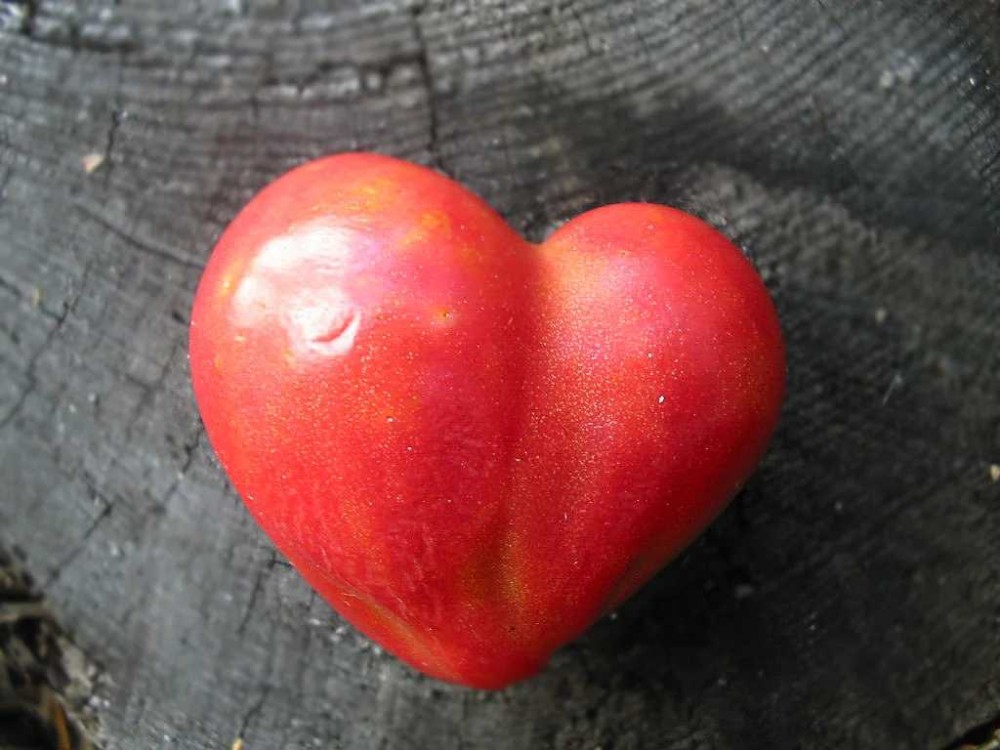 Сердце линнея томат фото