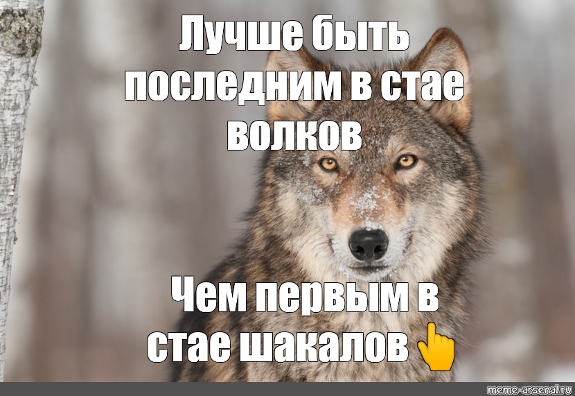 Работа тв волк свежие объявления. Лучшие быть последним среди Волков. Лучше быть последним в стае Волков. Волк Мем. Волки и шакалы цитаты.