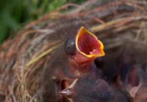 Create meme: birds, chick