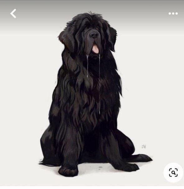 Create meme: Newfoundland , newfoundland dog breed, breed Newfoundland