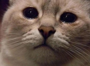 Создать мем: плачущая кошка, плачущий кот, плачущий кот мем