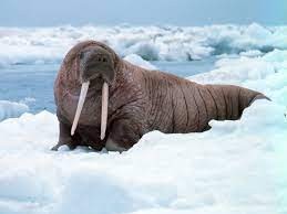 Create meme: walrus the Atlantic, walrus animal, sea walrus