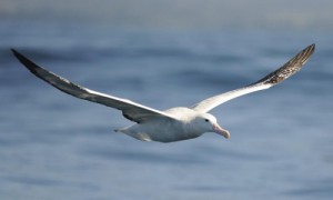 Create meme: bird, larus fuscus graellsii, Albatross new Zealand