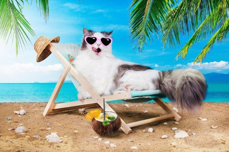 Create meme: cat on the beach, cat on vacation background, beach vacation 