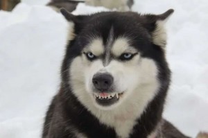 Create meme: Siberian husky, the Siberian husky standard, husky