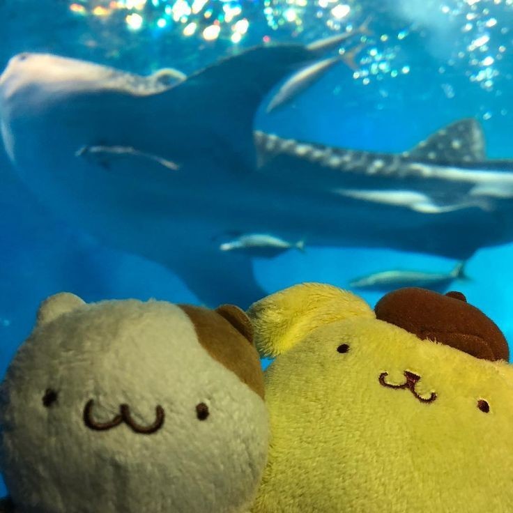 Create meme: tyuraumi aquarium japan, whale shark in the aquarium, the whale shark