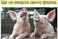 Create meme: Achs pigs, swine fever, pig
