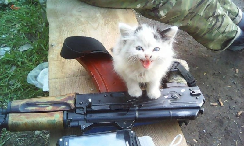 Create meme: cat , cats with machine guns, a cat with a machine gun