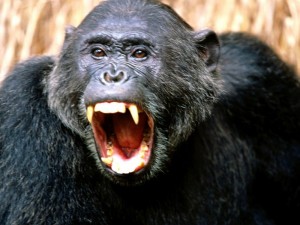 Create meme: grin monkey, gorilla, chimpanzees
