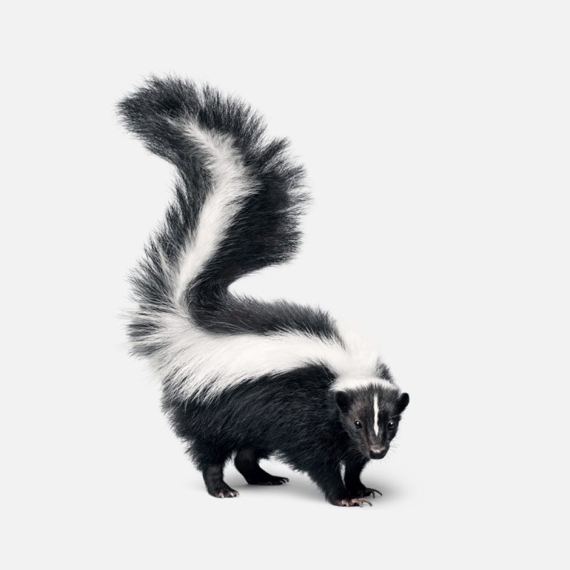 Create meme: striped skunk, skunk, skunk on a white background