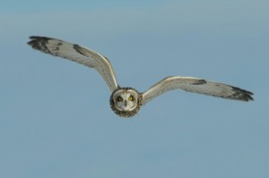 Create meme: owls in the Vologda region, owl, marsh owl flying