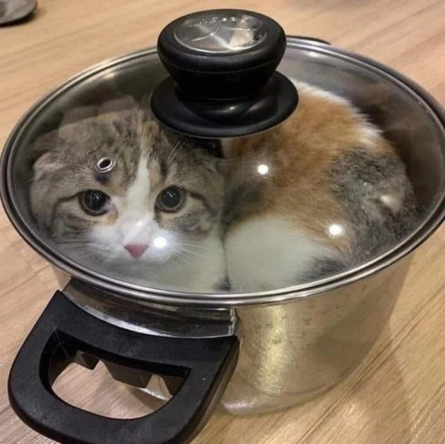 Create meme: the cat in the pan, the cat in the pan, a cat in a saucepan