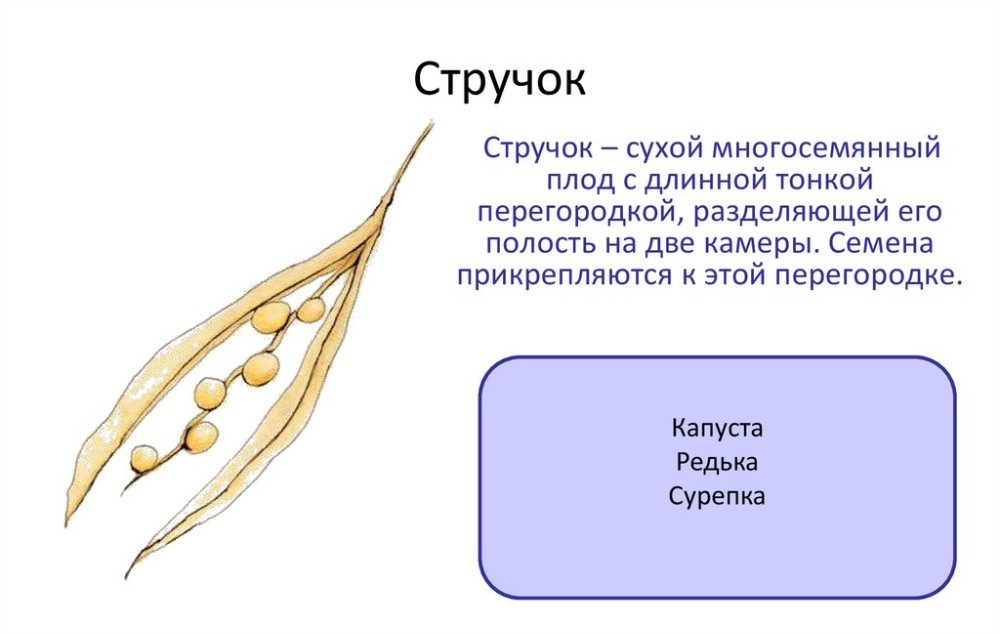 Создать мем: стручок строение, сухие многосемянные плоды боб горох, характеристика плода стручок