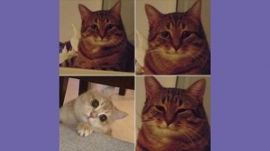 Create meme: meme cat, happy cat meme, memes with cats