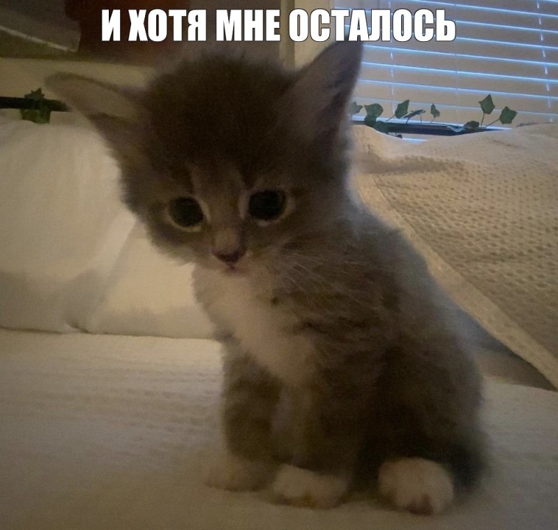 Создать мем: милый кот, kitten cat, милые котики