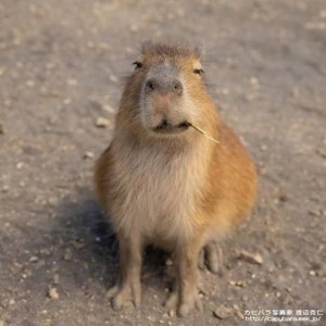 Create meme: rodent capybara, a pet capybara, the capybara