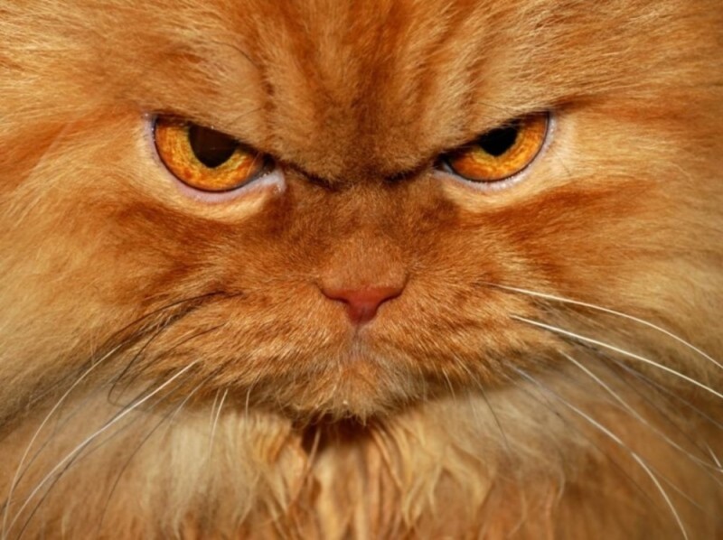 Create meme: cat in anger, red cat , evil ginger cat