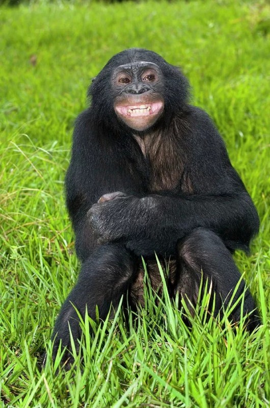 Create meme: smile chimpanzees, chimp smiles, Bonobo monkey