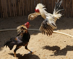 Create meme: ayam, the cock bird, cockfighting