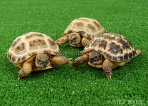 Создать мем: купить черепашонка живого, tortoises, мадагаскарская сухопутная черепаха