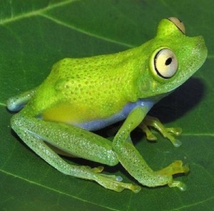 Create meme: frog, frog, glass frog