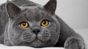 Create meme: cat Briton, grey cat, British cat breed