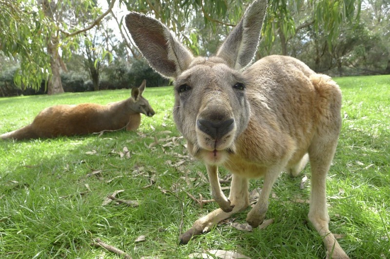 Create meme: kangaroos in australia, kangaroo , Mainland Australia kangaroo