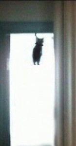 Создать мем: кот повесился на окне, кошка, кот повесился мем