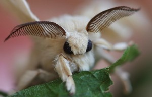 Create meme: silkworm photo, moth, silkworm