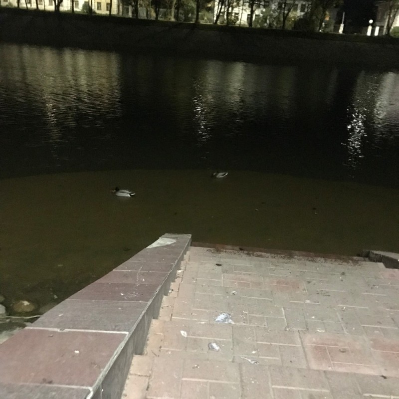 Create meme: pond , ducks in the pond, in the Park