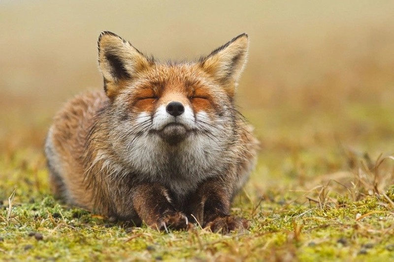 Create meme: fox fyr fyr, Fox , Fox of fir