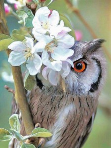 Создать мем: сова милая, сова в цветах, owl