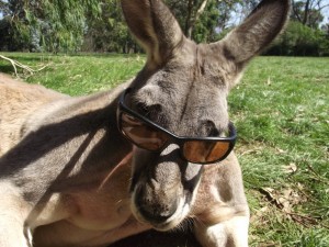 Create meme: funny kangaroo, kangaroo