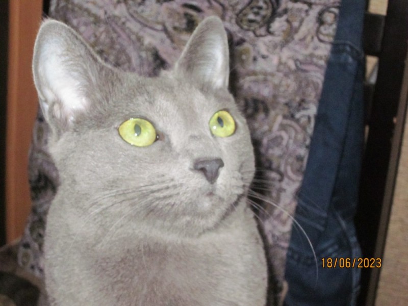 Create meme: crossbreed cat, cat , the Russian blue cat