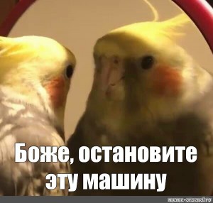 Create meme: parrots cockatiels, Corella, Corella parrot