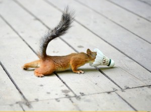 Create meme: protein, squirrel, squirrel funny pictures