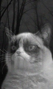 Создать мем: Grumpy Cat, кот из мема, Кошка