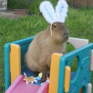 Create meme: capybara, rodent capybara, large hamster capybara