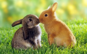 Создать мем: tavşan, animals, bunny