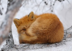 Создать мем: vulpes, red fox, лисица